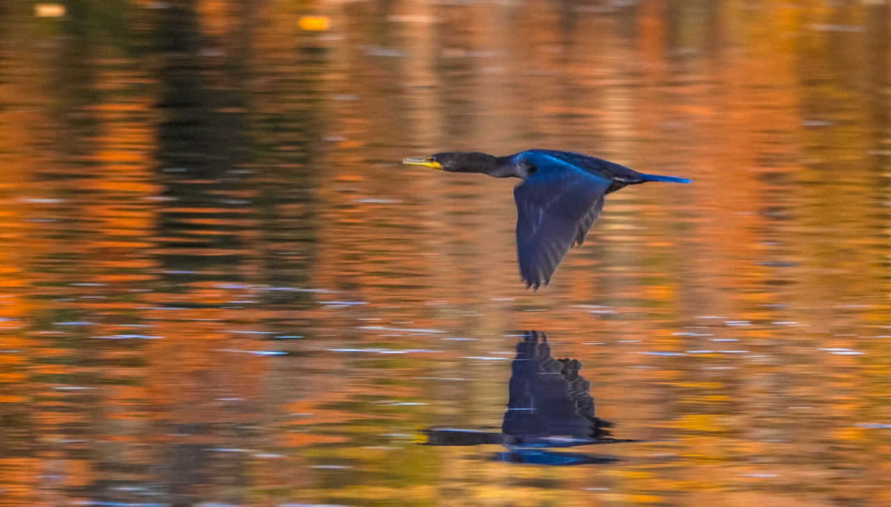 3rd PrizeNature In Class 3 By Jeffrey Johnson For Autumn Flight  Trappe Pond NOV-2020.jpg